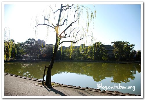 奈良, 猿澤池、興福寺