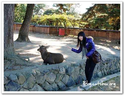 奈良, 猿澤池、興福寺