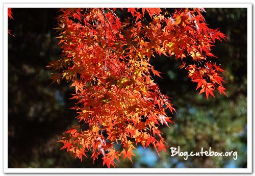 奈良, 猿澤池、興福寺