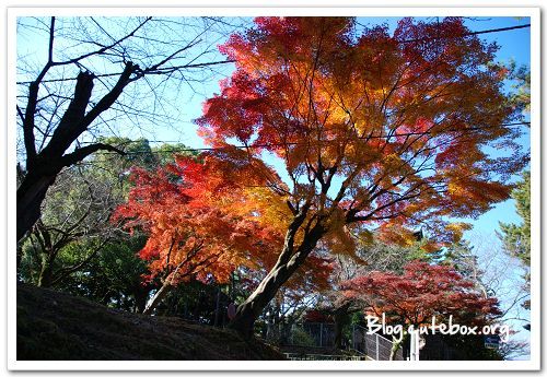 奈良, 猿澤池、興福寺