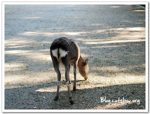 奈良, 奈良公園