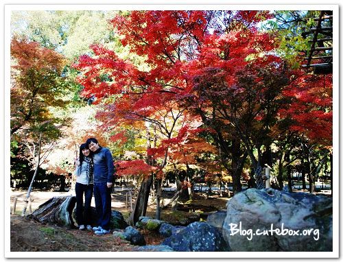 奈良, 奈良公園