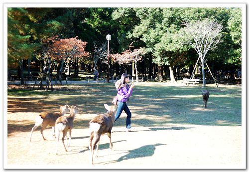 奈良, 奈良公園
