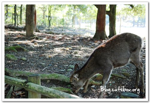 奈良, 奈良公園