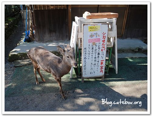 奈良, 春日大社