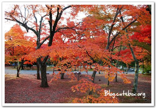 京都, 天龍寺