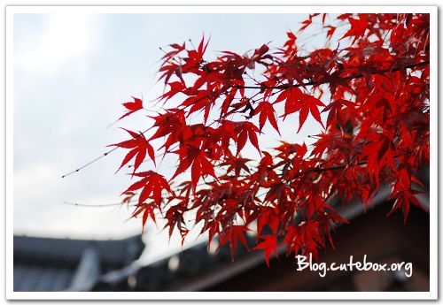 京都, 天龍寺