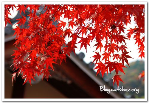 京都, 天龍寺