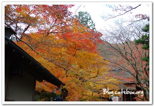 京都, 常寂光寺、落柿舍、二尊院