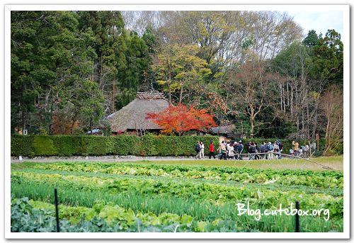 京都, 常寂光寺、落柿舍、二尊院