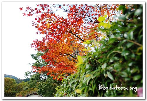 京都, 常寂光寺、落柿舍、二尊院