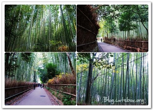 京都, 竹林之道、野宮神社