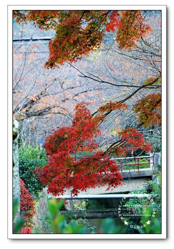 京都,哲學之道