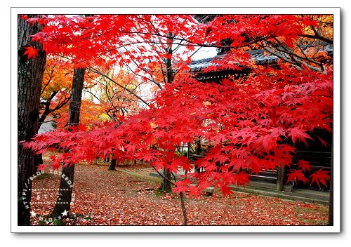 京都,真如堂