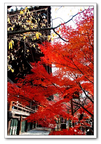 京都,真如堂