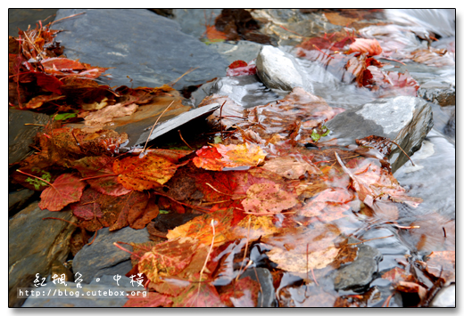 南投,中橫108K,紅楓谷