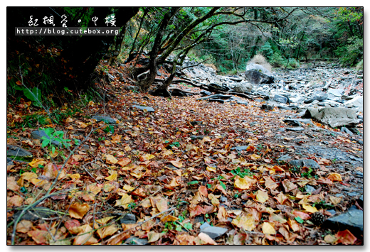 南投,中橫108K,紅楓谷