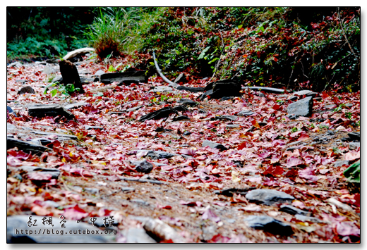 南投,中橫108K,紅楓谷