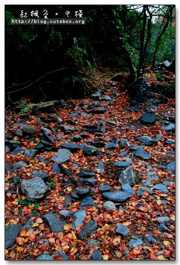 南投,中橫108K,紅楓谷