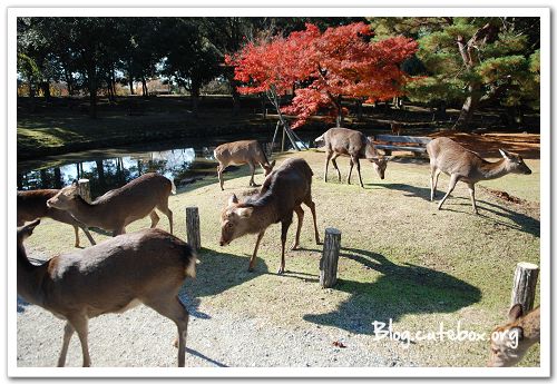 奈良, 奈良公園